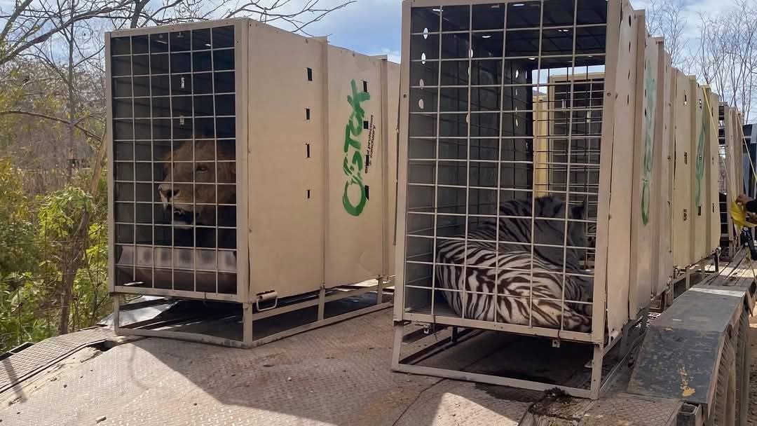 El Encanto Desarrollos abre las puertas a más de 700 animales silvestres tendrán un nuevo hogar en Mazatlán El Encanto Desarrollos abre las puertas a más de 700 animales silvestres tendrán un nuevo hogar en Mazatlán