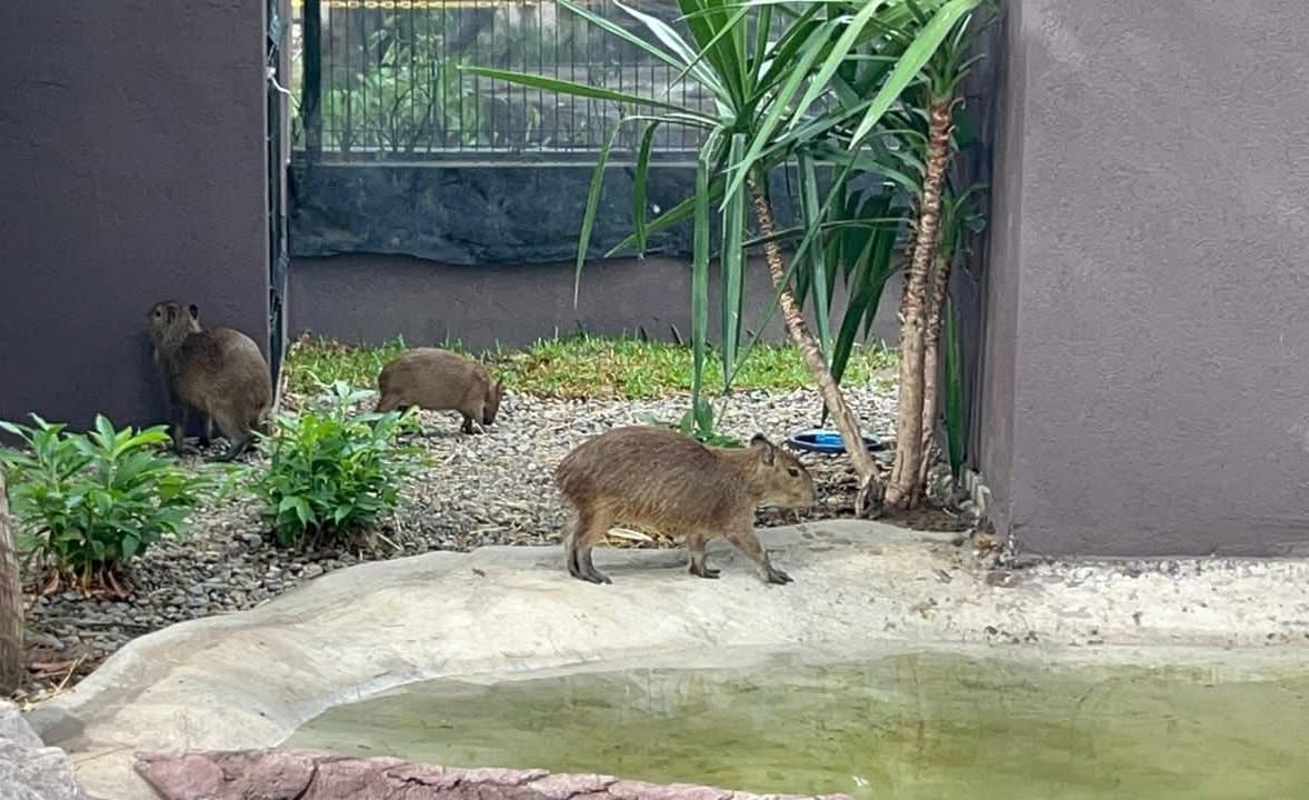 Capibaras llegan al Gran Acuario de Mazatlán