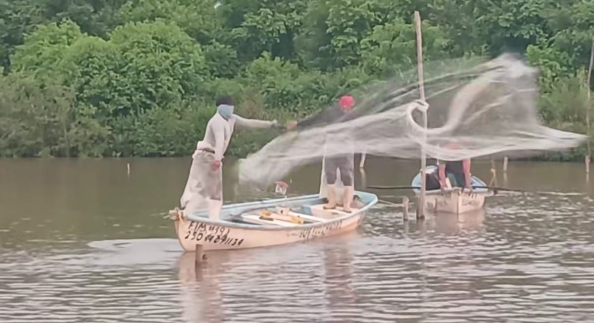 Pescadores ribereños del sur de Sinaloa, tienen mal inicio con capturas de 0 a 5 kilos de camarón