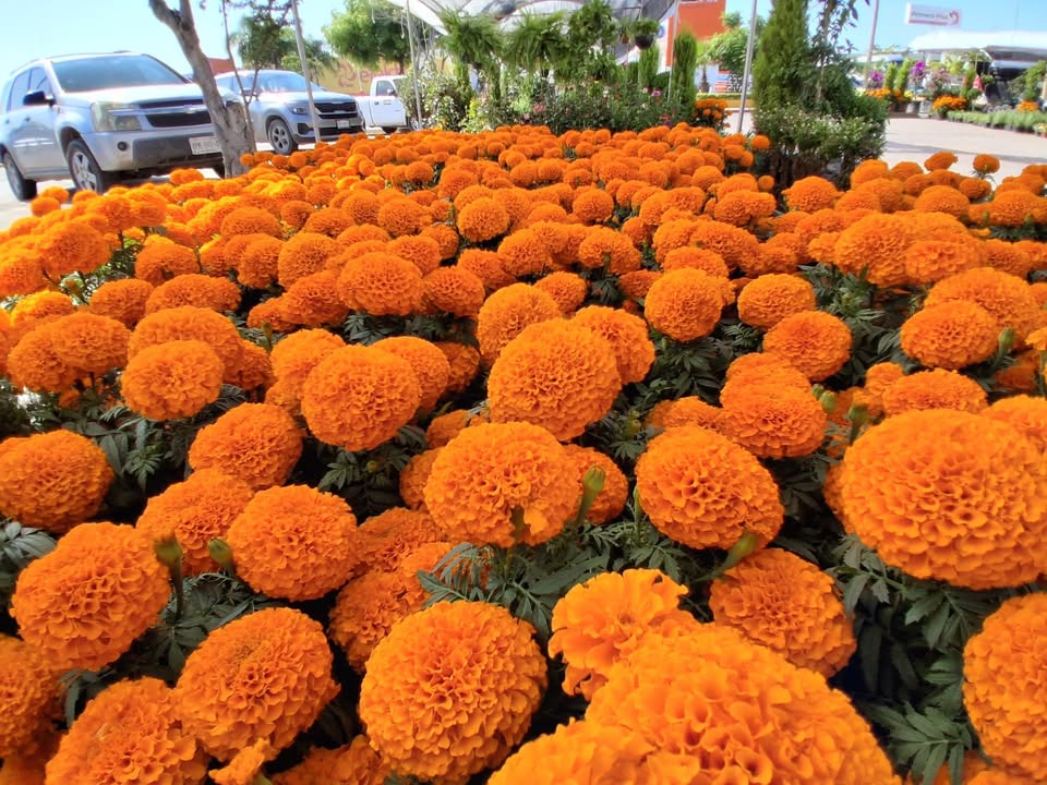Llega la flor de cempasúchil a Mazatlán para engalanar el Dia de Muertos